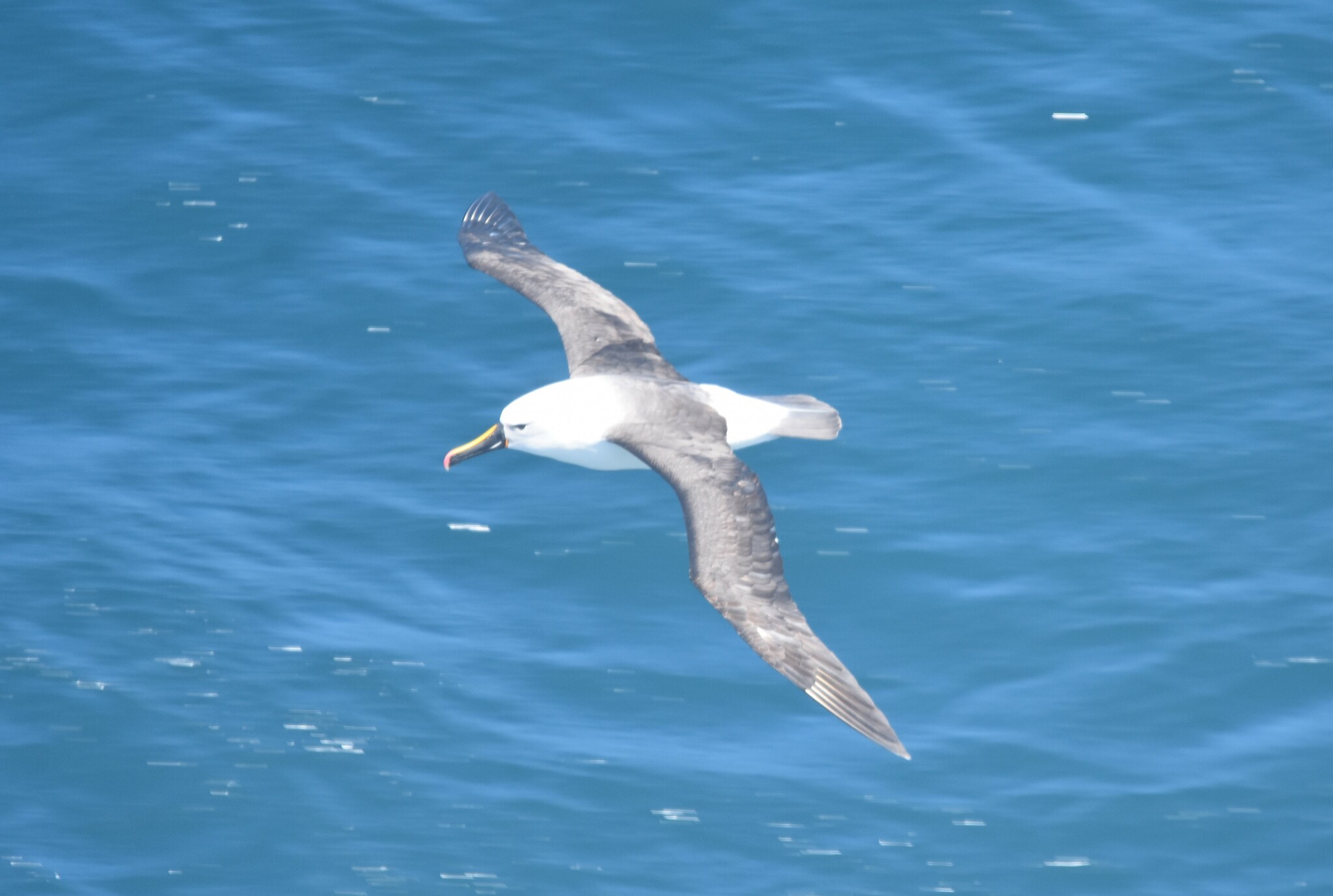Indian Yellow-nosed Albatross (Thalassarche carteri), photo 7