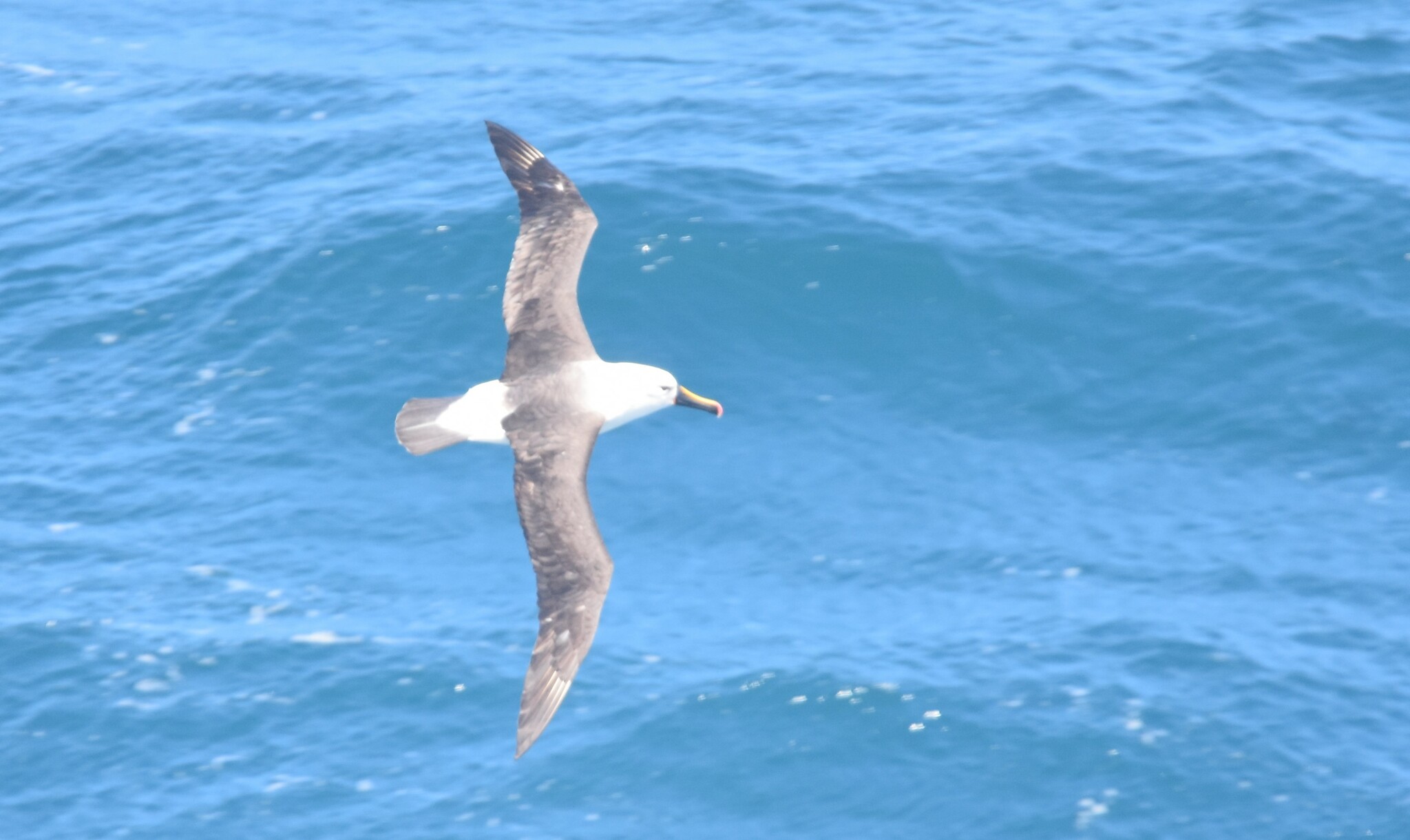 Indian Yellow-nosed Albatross (Thalassarche carteri), photo 8