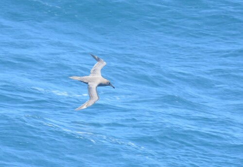 Sooty Albatross (Phoebetria fusca), photo 10