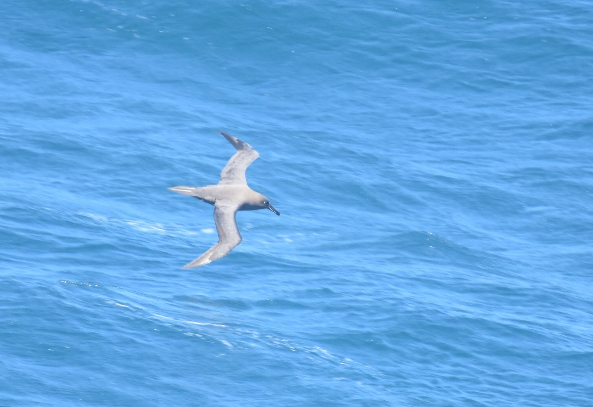 Sooty Albatross (Phoebetria fusca), photo 10