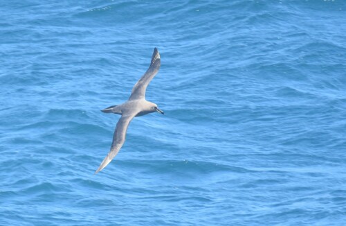 Sooty Albatross (Phoebetria fusca), photo 9