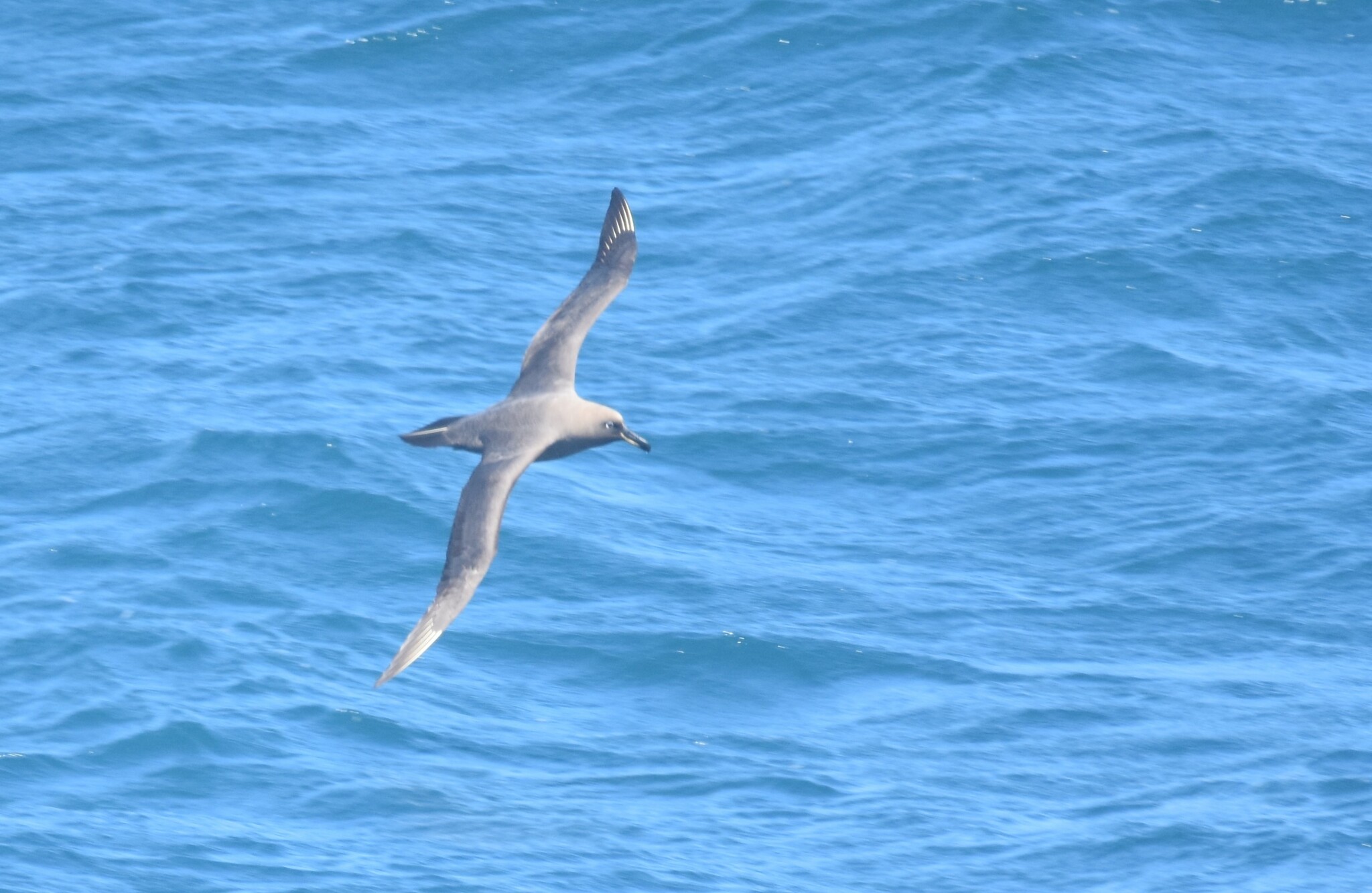 Sooty Albatross (Phoebetria fusca), photo 9