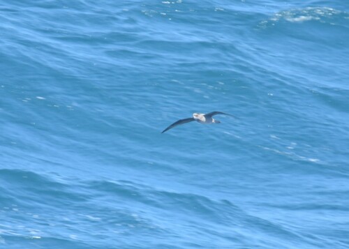 Soft-plumaged Petrel (Pterodroma mollis), photo 4
