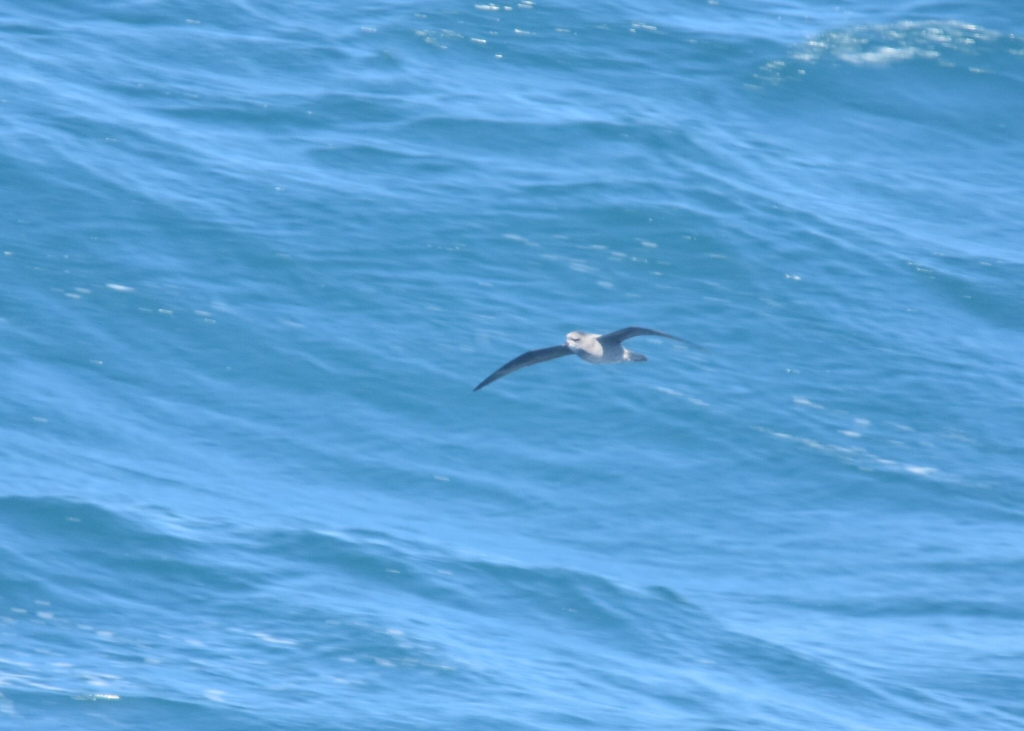 Soft-plumaged Petrel (Pterodroma mollis), photo 4