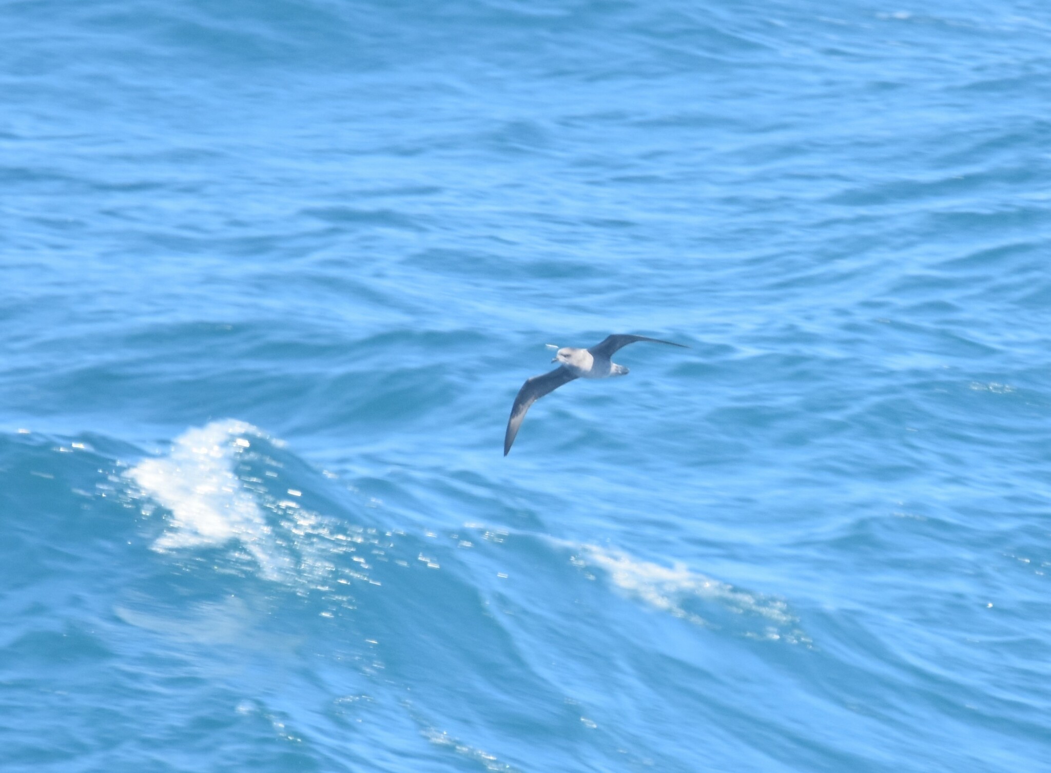 Soft-plumaged Petrel (Pterodroma mollis), photo 3
