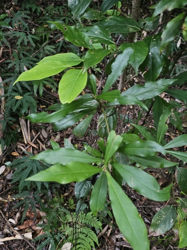 Image of Tasmannia insipida by (c) Richard Dimon, some rights reserved (CC BY)