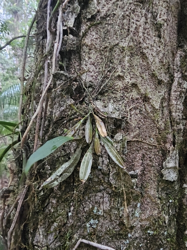 Image of Dendrobium tetragonum by (c) Richard Dimon, some rights reserved (CC BY)