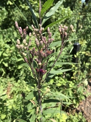 Vernonia