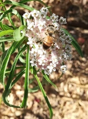 Apis mellifera