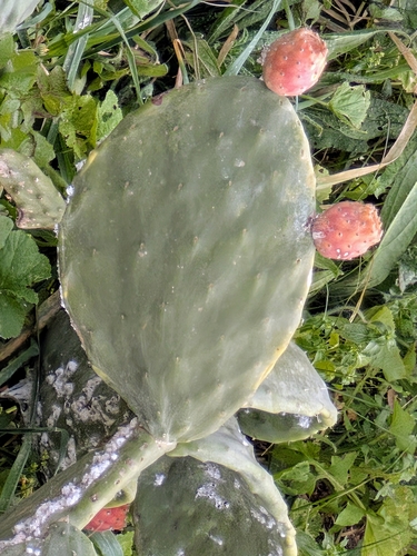 Avistamiento Chumbera (Opuntia ficus-indica)