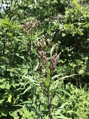 Vernonia