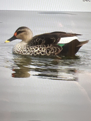 Indian Spot-billed Duck
