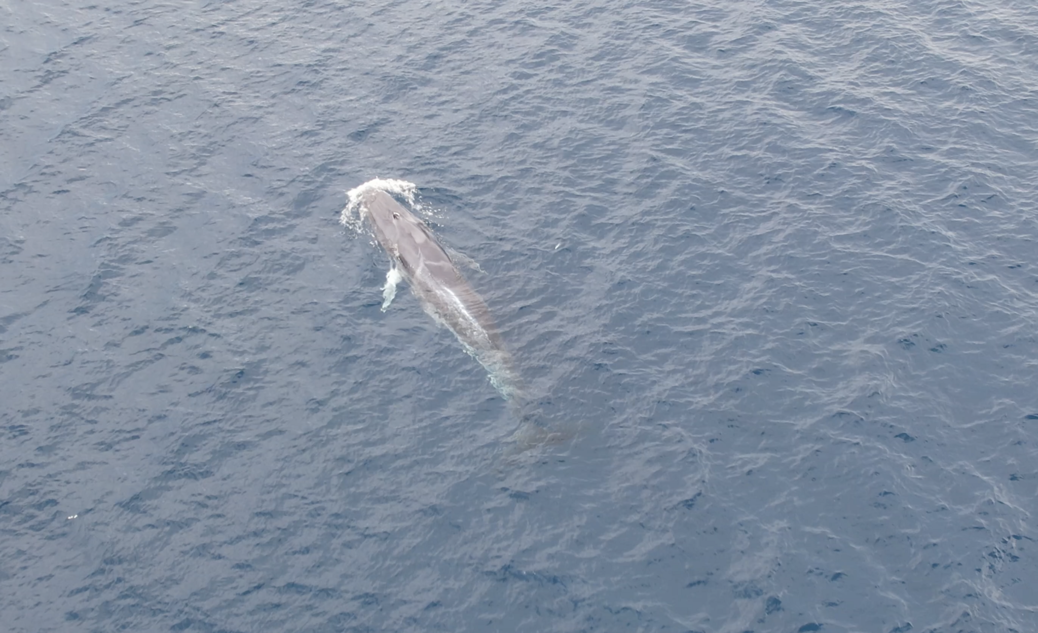 Balaenoptera omurai