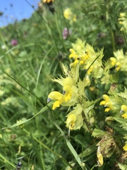 Rhinanthus glacialis