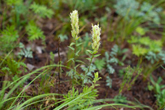 Castilleja pallida