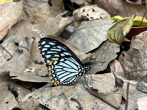 Common Mime Swallowtail