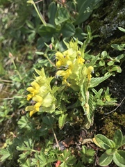 Rhinanthus glacialis