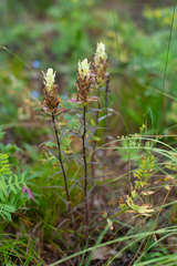 Castilleja pallida