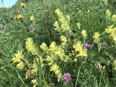 Rhinanthus glacialis