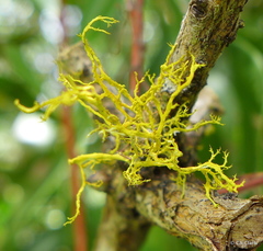 Teloschistes flavicans