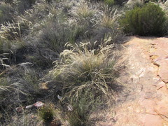 Pentameris eriostoma