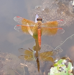 Brachythemis contaminata