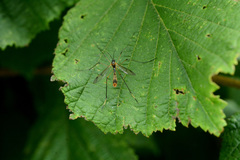 Ptychoptera albimana