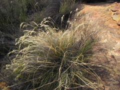 Pentameris eriostoma