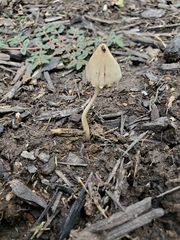 Conocybe apala