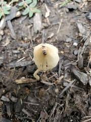 Conocybe apala
