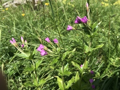 Epilobium alpestre