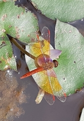 Brachythemis contaminata
