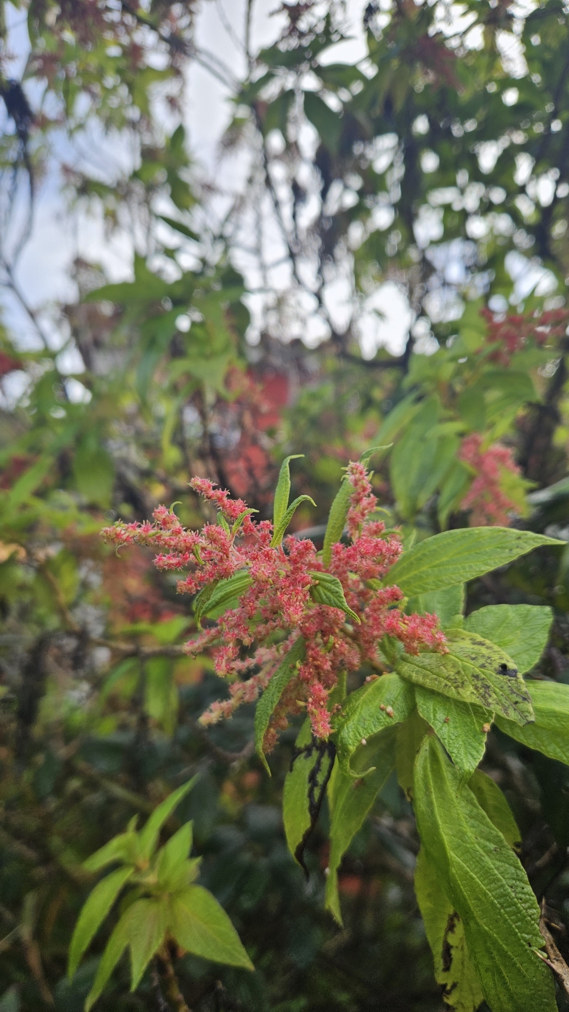 Imagem de Urtiga-branca