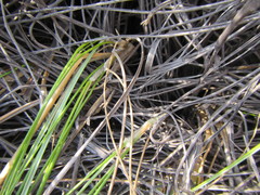 Pentameris eriostoma