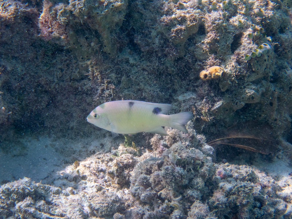 Two-barred Puller