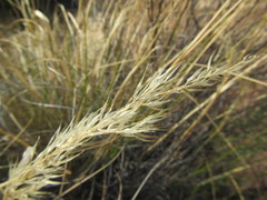 Pentameris eriostoma