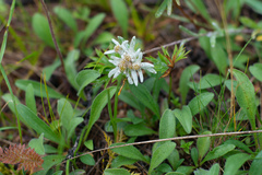 Leontopodium