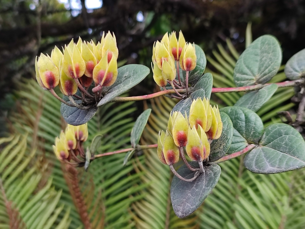 Plutarchia puraceensis