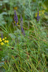 Nepeta multifida