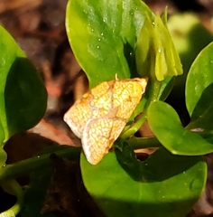 Cenopis reticulatana