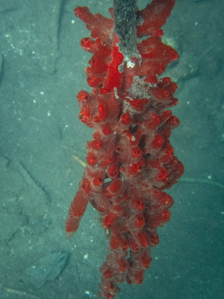 Monanchora clathrata