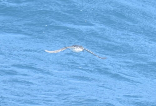 Subantarctic Shearwater (Puffinus elegans), photo 5