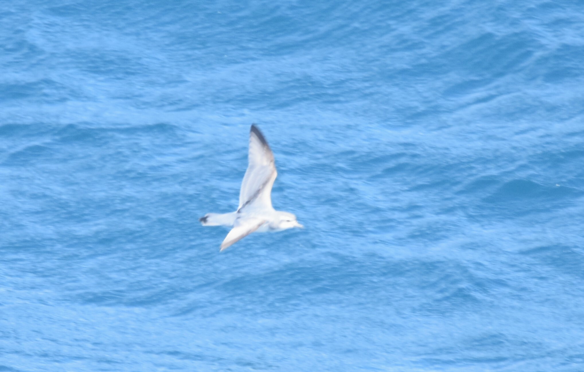 Slender-billed Prion (Pachyptila belcheri), photo 3