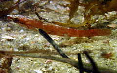Long-Rayed Weed-Whiting photo 3