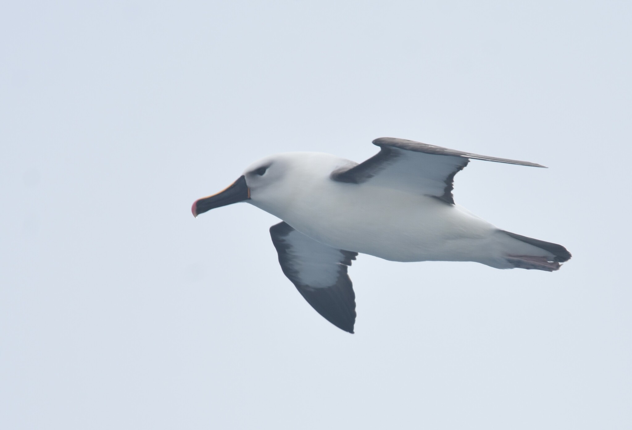Indian Yellow-nosed Albatross (Thalassarche carteri), photo 4