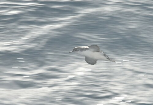 Subantarctic Shearwater (Puffinus elegans), photo 6