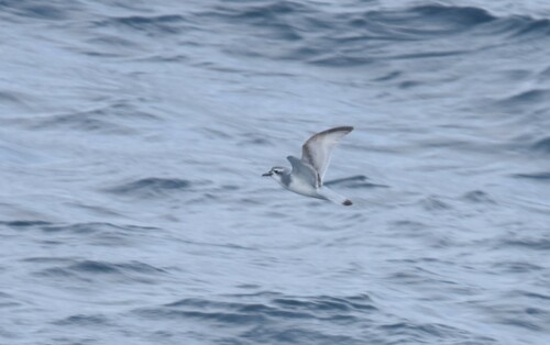 Salvin's Prion (Pachyptila salvini), photo 4