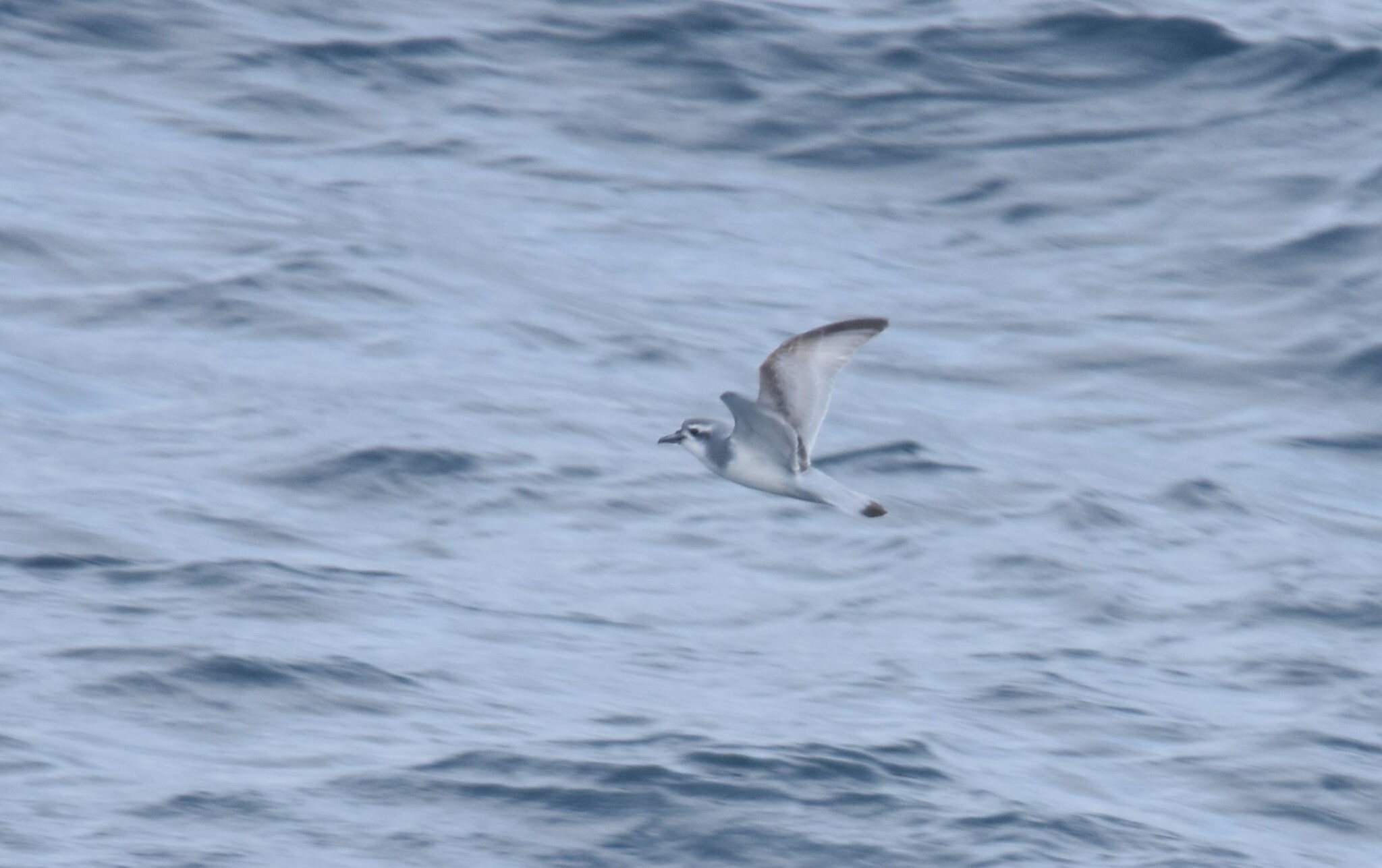 Salvin's Prion (Pachyptila salvini), photo 4
