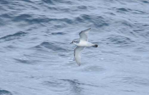 Salvin's Prion (Pachyptila salvini), photo 3