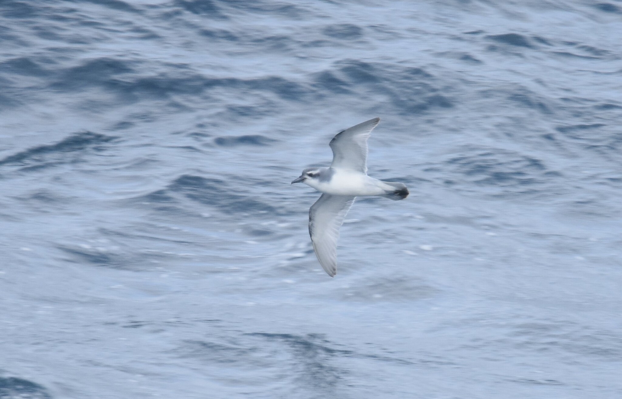 Salvin's Prion (Pachyptila salvini), photo 3